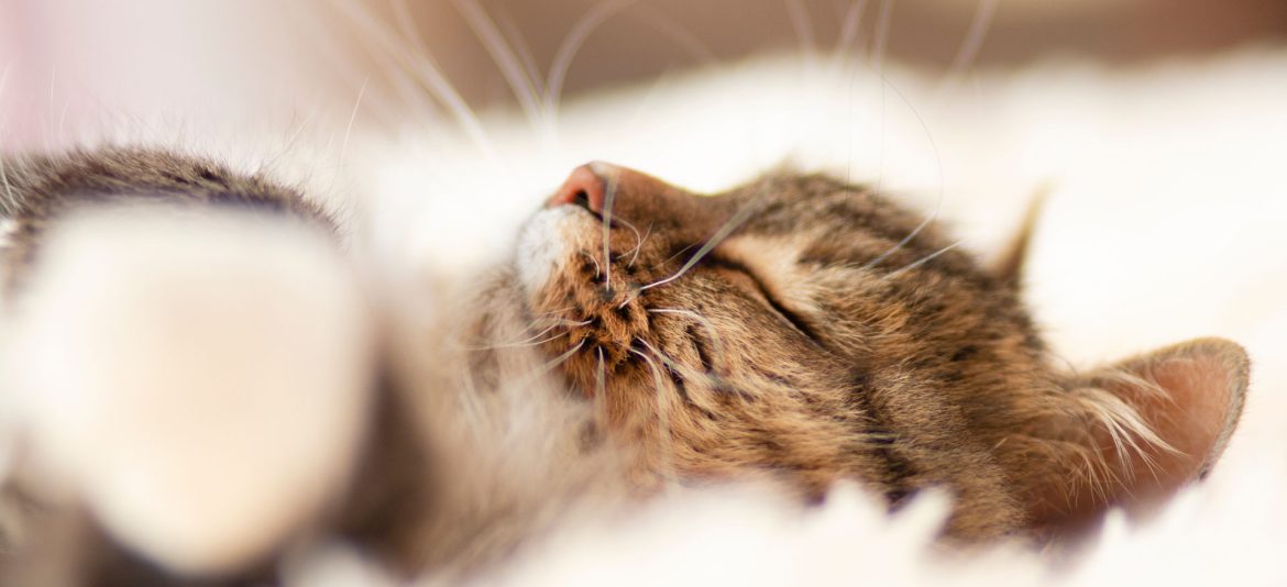 sleeping fluffy ginger Siberian cat lying on bed lying and relaxing, concept lovely pets