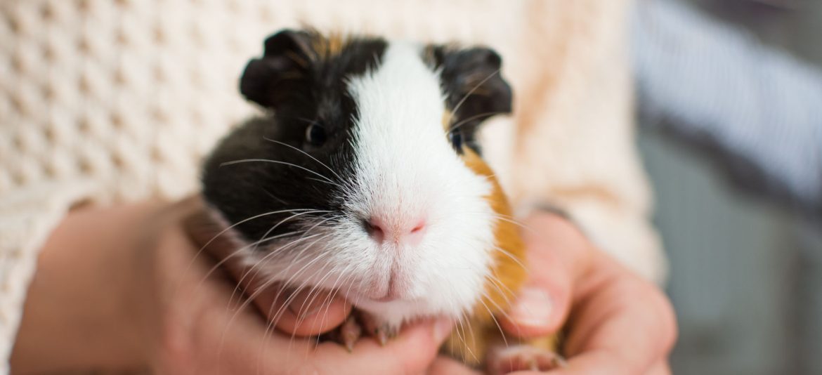 Guinea pig in human hands. Domestic rodent pet in kids care. Clo